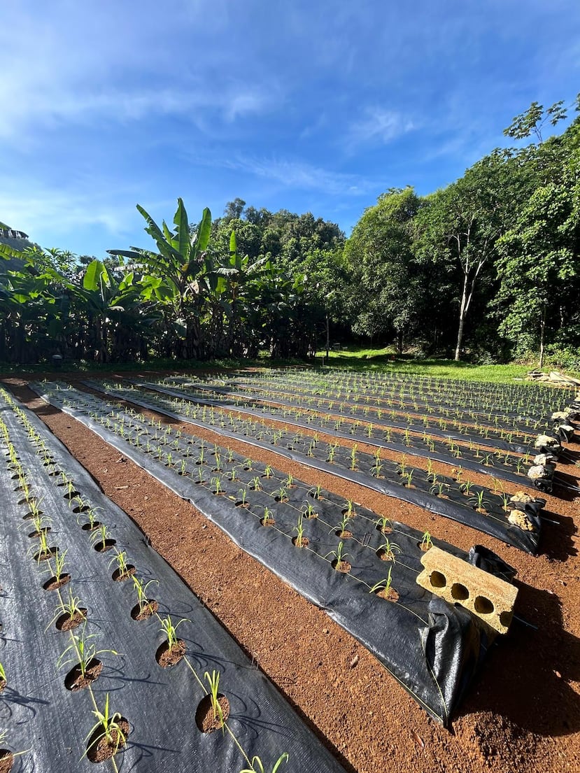 Entre autres choses, la recherche vise à « rendre visible et comprendre » les projets de plantation de riz existants à Porto Rico.
