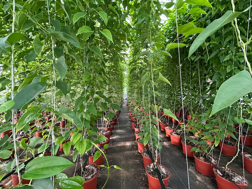 À Porto Rico, selon le dernier recensement fédéral de l'agriculture, il y a 491 fermes plantées d'ignames.
