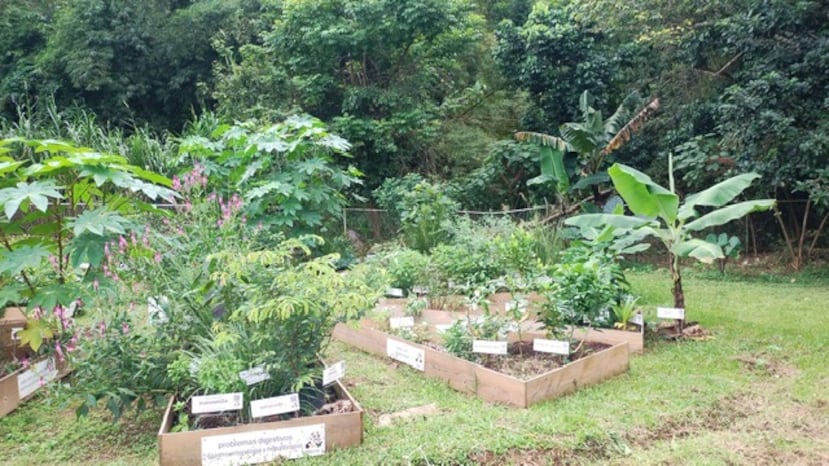 Le jardin de San Salvador possède des plantes spécifiques pour soulager plus de 50 problèmes de santé.