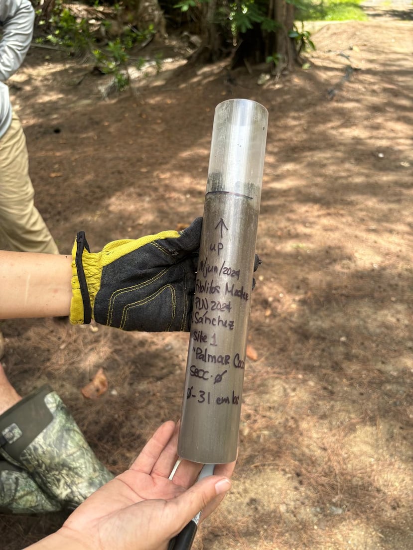 Dans le cadre des recherches, des échantillons de sol ont été prélevés à une profondeur de 15 centimètres, sous différents types de végétation, afin de comparer les phytolithes à la flore observée sur le site.