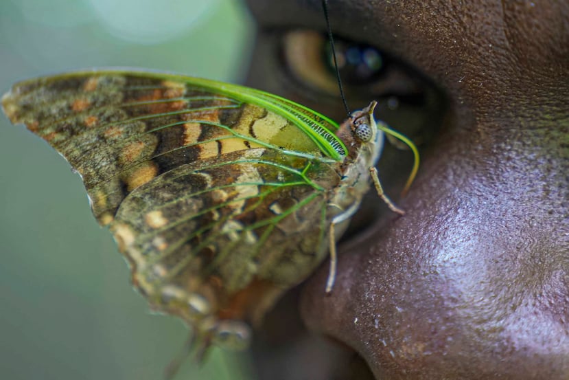 Un papillon se pose sur le nez d'Edgar Emojong, assistant collectionneur de papillons à l'African Butterfly Research Institute (ABRI) à Nairobi, Kenya, le lundi 9 décembre 2024. (AP Photo/Brian Inganga)