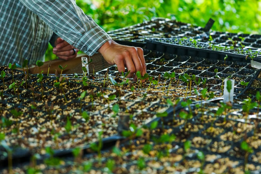 Caras con Causa cherche à reboiser et à éduquer sur les processus écologiques et la biodiversité de la zone humide de la réserve naturelle Ciénaga las Cucharillas, à Cataño.