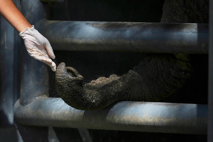 La pupy sera transférée au sanctuaire des éléphants au Brésil.