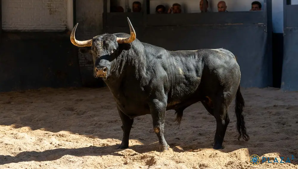 "Bison"N ° 52