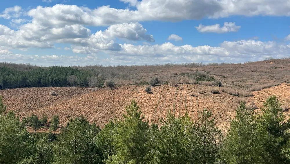 Aspect du même secteur après avoir terminé la première phase d'intervention. L'élimination du fourré réduit le risque de feu et favorise la régénération contrôlée de l'écosystème.