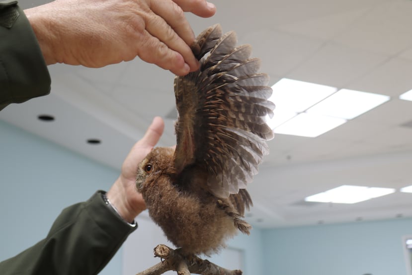 Le plumage commun de Múcaro, idéal pour un vol furtif, ne s'étend pas aux jambes, qui donne naissance à son nom 