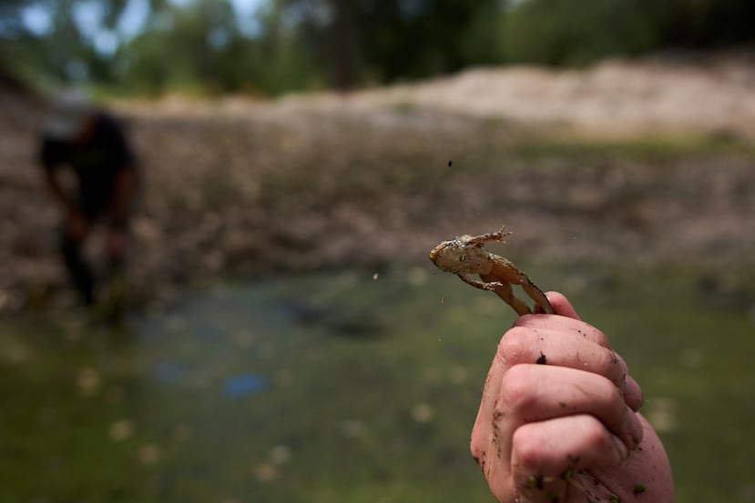 Le herpétologue Bennet Hardy tient une grenouille dans un étang provoquant un ranch à la périphérie d'El Coyote, au Mexique.