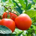 L'erreur la plus courante lors de l'arrosage des tomates qui provoque le mildiou