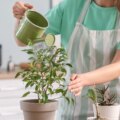 À quelle fréquence arroser les plantes en pot pendant une canicule, selon les experts ?