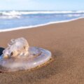 Ce sont les plages d'Espagne avec le plus de méduses : carte en temps réel
