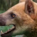 Ils découvrent une nouvelle espèce de « chien ours » qui vivait en Espagne il y a 15,9 millions d’années