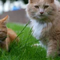 Main plus forte avec la liberté de mouvement des chats