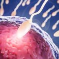 Pourquoi le sperme est-il de meilleure qualité dans le nord de l’Espagne ? Réponses scientifiques