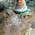 Le crocodile Fidel fête ses 40 ans : voici sa vie dans un zoo au Kazakhstan