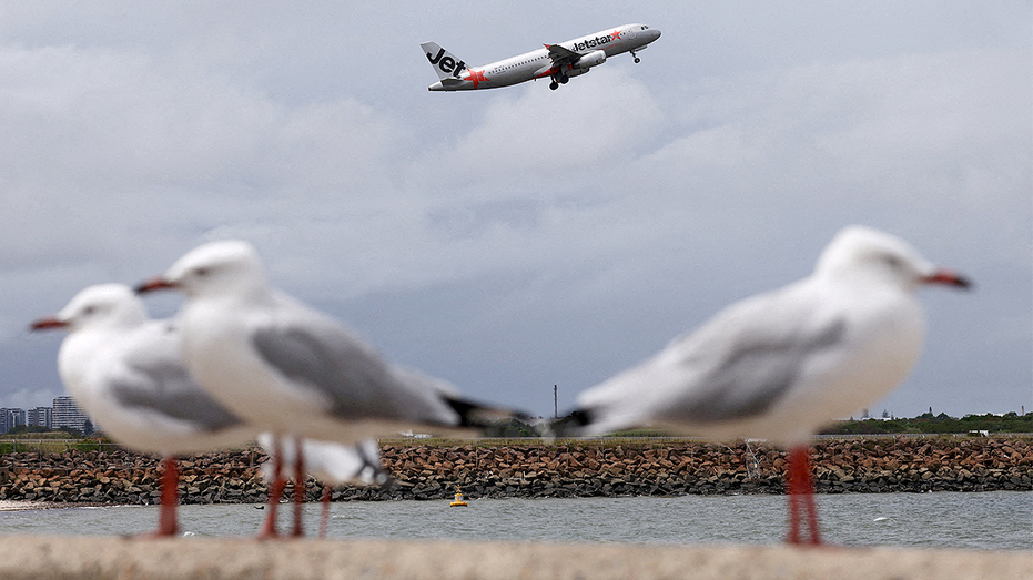 Des mouettes se dressent sur un mur surplombant l’aéroport de Sydney alors qu’un Airbus A320 Jetstar décolle