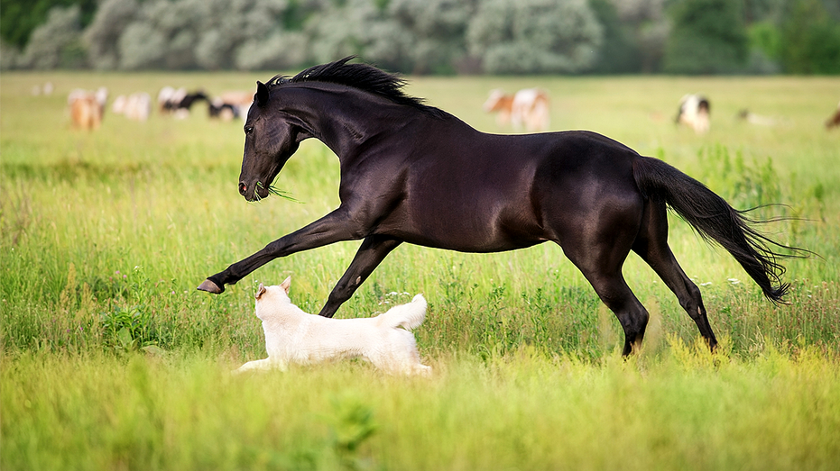 Cheval et chiens dans un champ