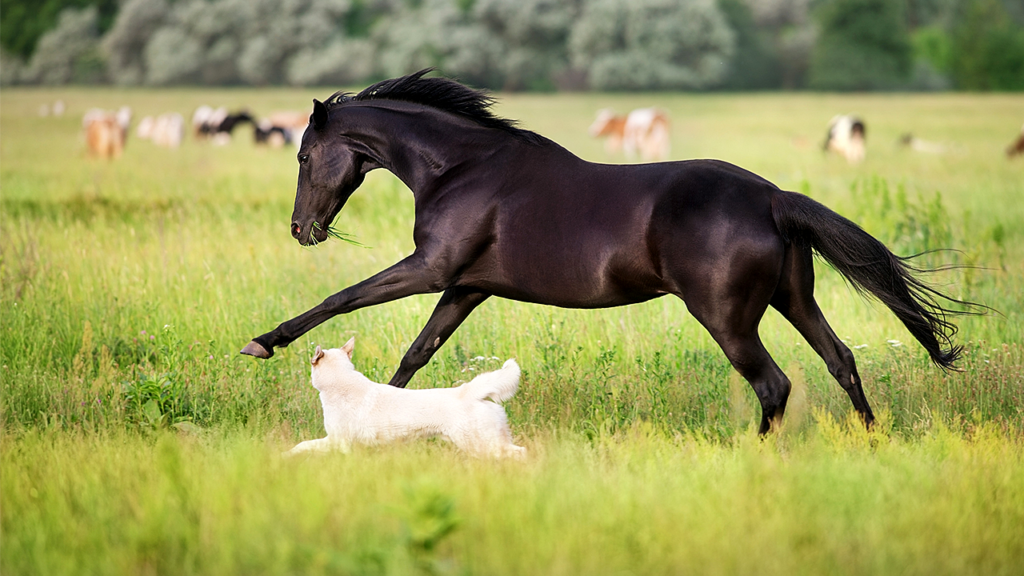 Rappel émis pour des médicaments pour chiens et chevaux après la découverte de fibre de verre dans des flacons