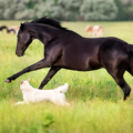 Rappel émis pour des médicaments pour chiens et chevaux après la découverte de fibre de verre dans des flacons