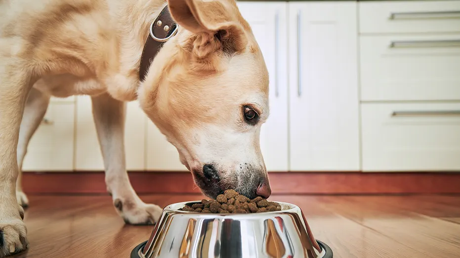 chien affamé