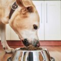 Rappel d'aliments surgelés pour chiens en raison d'une contamination par la salmonelle ayant entraîné plusieurs maladies chez les animaux de compagnie