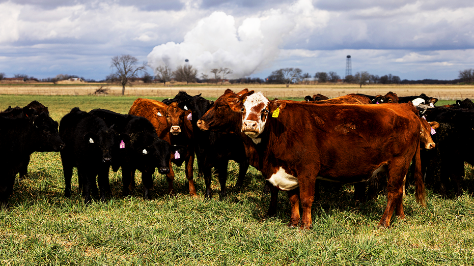 Troupeau de bovins de boucherie paissant dans des prairies ouvertes.