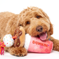 Dunkin' a ouvert son tout premier service au volant pour chiens avec des friandises et des jouets pour chiots à l'occasion de la Journée nationale du chien