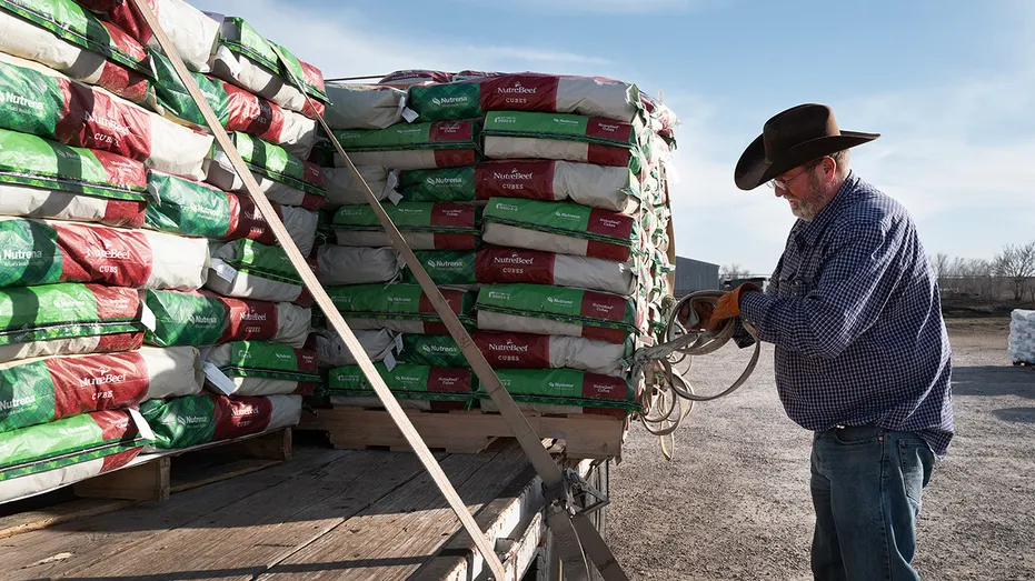 Un éleveur de bétail du Texas charge des aliments sur un camion