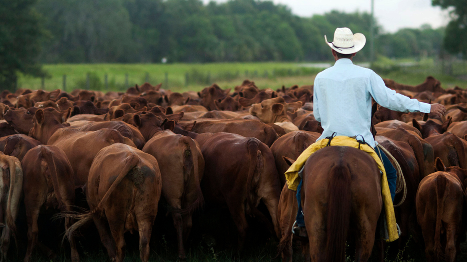 Un éleveur de bétail en Floride déplace ses vaches dans un pâturage.