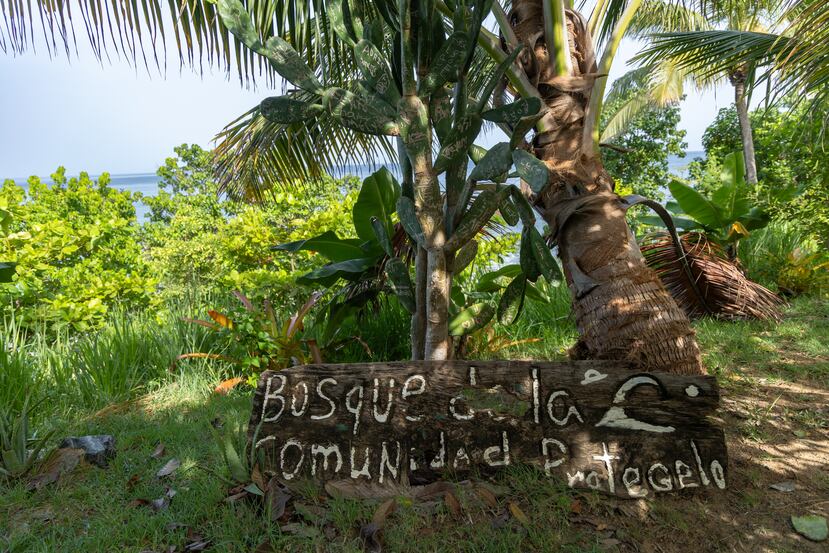Les habitants de Rincón ont sauvé deux espaces naturels : la forêt de La Armonía et la promenade communautaire de Tres Palmas.
