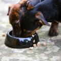Suppléments pour chiens rappelés en raison d'une contamination potentielle par la salmonelle