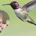 Catia Lattouf, militante qui vit avec 99 colibris dans sa maison : « Celui qui en a un accroché à la poitrine, tu auras de l'argent, de la chance et un partenaire »