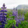 Dans les années 1940, l’Islande a introduit une fleur pour ralentir l’érosion des sols ; Des décennies plus tard, c'est devenu une menace pour l'île