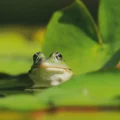 En 2017, une adolescente a créé un bassin dans son jardin ; Près d'une décennie plus tard, les écologistes ne parvenaient pas à croire ce qui vivait là