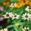 Il a pris sa retraite il y a neuf ans et, avec d'autres retraités, a transformé un terrain abandonné en un jardin botanique que toute la ville visite aujourd'hui.