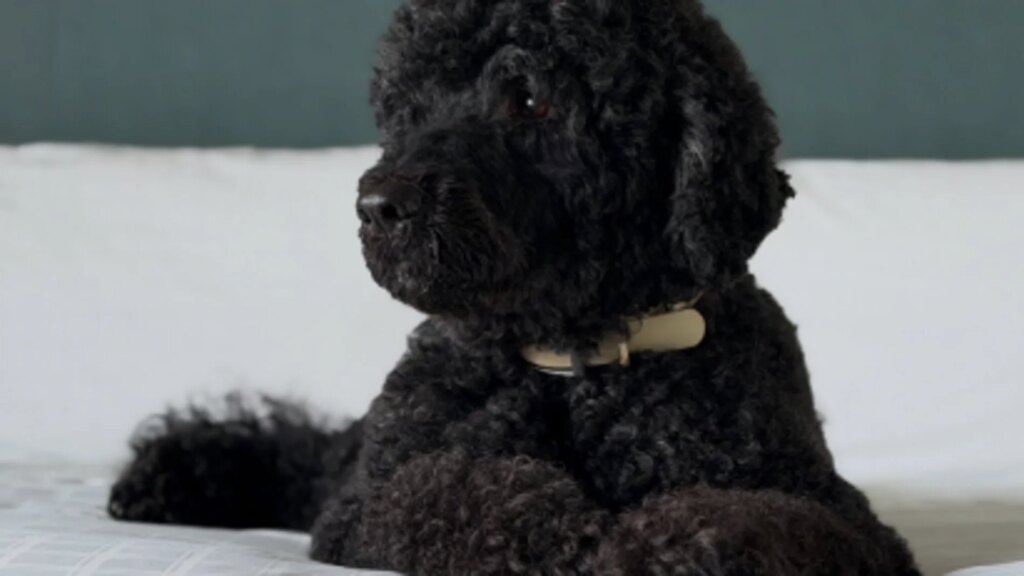 Le chien de Barack Obama est mort : c'était Sunny, l'animal de compagnie arrivé à la Maison Blanche lors de son deuxième mandat