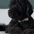 Le chien de Barack Obama est mort : c'était Sunny, l'animal de compagnie arrivé à la Maison Blanche lors de son deuxième mandat