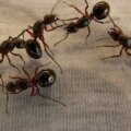 Oubliez le vinaigre blanc et le bicarbonate de soude : depuis que je les utilise, j'ai tué toutes les fourmis de ma maison