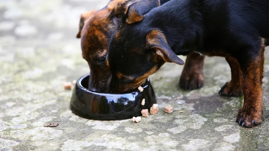 Les chiots Jack Russell mangent dans un bol de nourriture