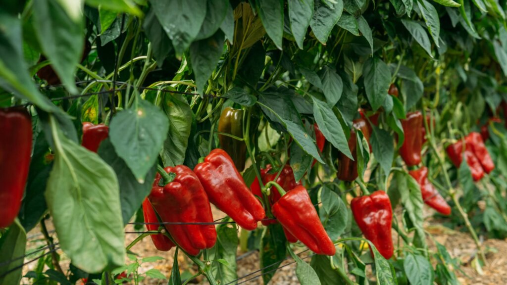 L'Espagne produit 1,5 million de tonnes de poivre, mais 95 % de ceux qu'elle importe proviennent du Maroc