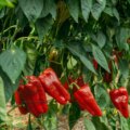 L'Espagne produit 1,5 million de tonnes de poivre, mais 95 % de ceux qu'elle importe proviennent du Maroc