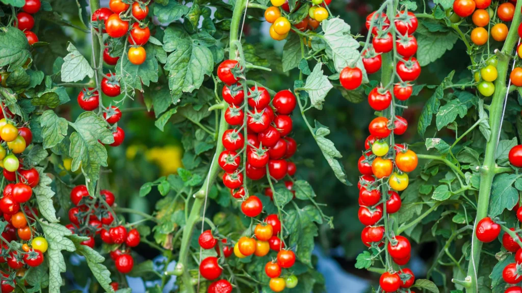Les agriculteurs espagnols plantent moins de tomates cerises et pointent du doigt le Maroc : leurs prix mettent la pression sur le terrain