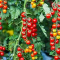 Les agriculteurs espagnols plantent moins de tomates cerises et pointent du doigt le Maroc : leurs prix mettent la pression sur le terrain
